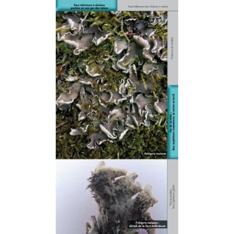 Guide des lichens de France – Lichens du sol