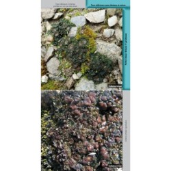 Guide des lichens de France – Lichens du sol