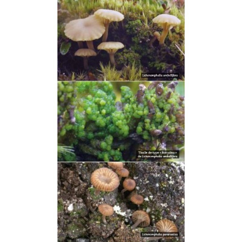 Guide des lichens de France – Lichens du sol