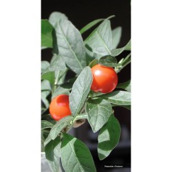 Guide des plantes toxiques et allergisantes