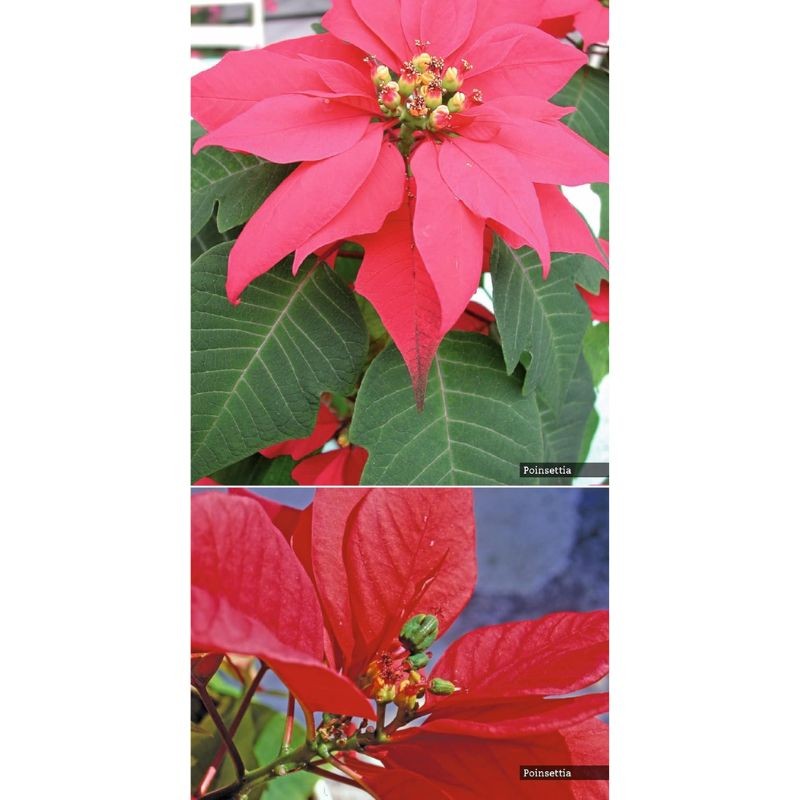 Guide des plantes toxiques et allergisantes