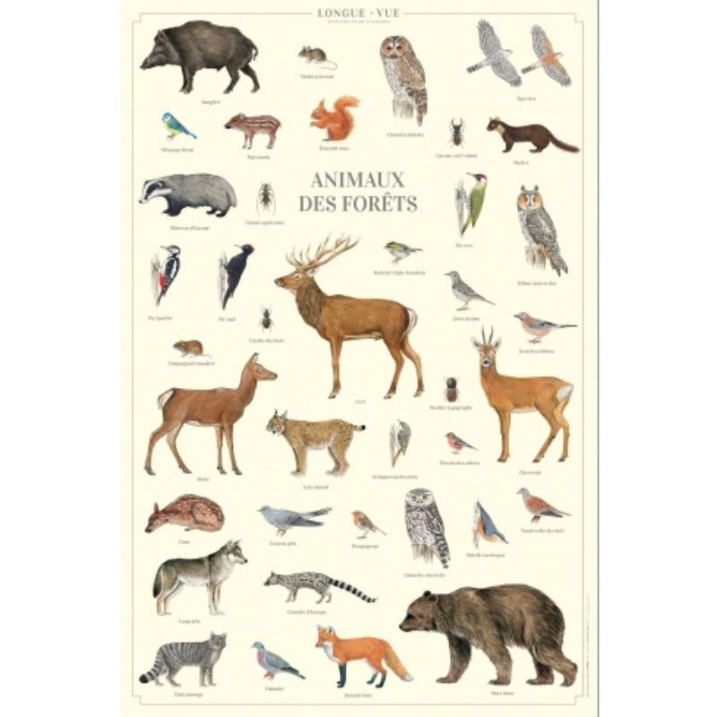 Affiche illustrée - Animaux des forêts