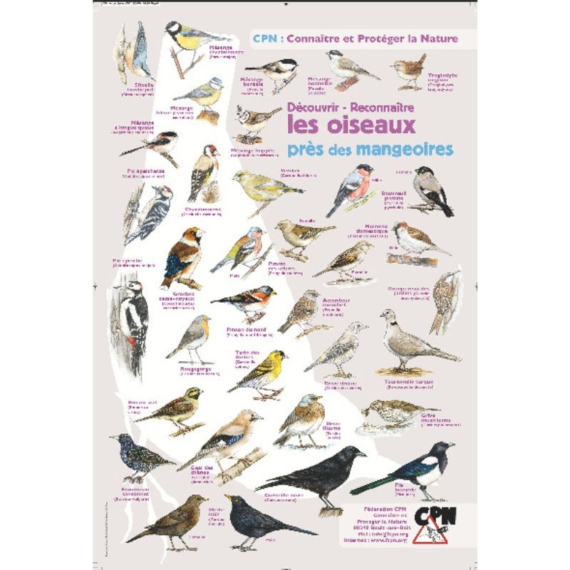 Affiche CPN « Les oiseaux près des mangeoires »