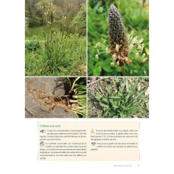 Guide des plantes sauvages en montagne - Découverte, identification, cueillette et usages