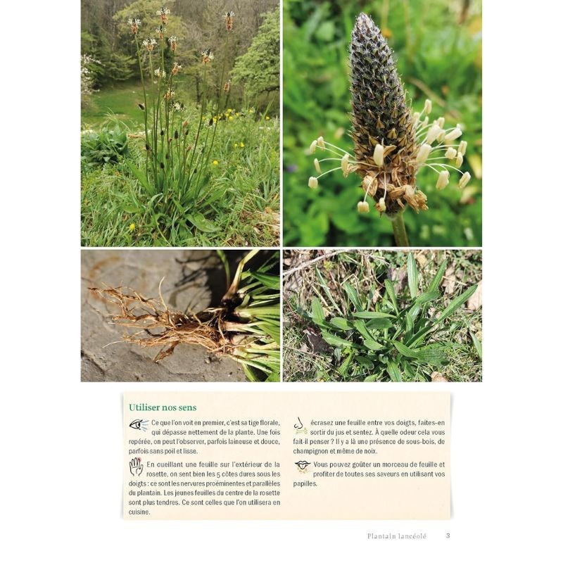 Guide des plantes sauvages en montagne - Découverte, identification, cueillette et usages