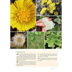 Guide des plantes sauvages en montagne - Découverte, identification, cueillette et usages