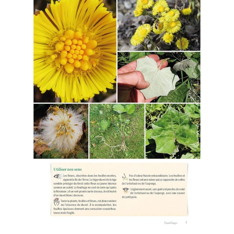 Guide des plantes sauvages en montagne - Découverte, identification, cueillette et usages