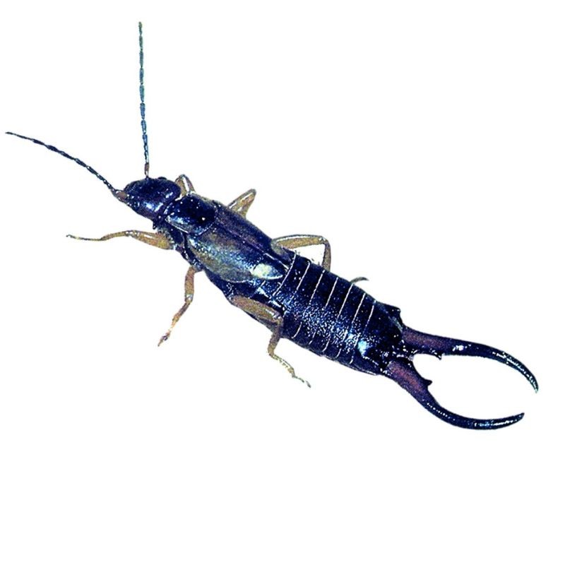 Gîte pour forficules - Béton de bois - Schwegler (380/5)