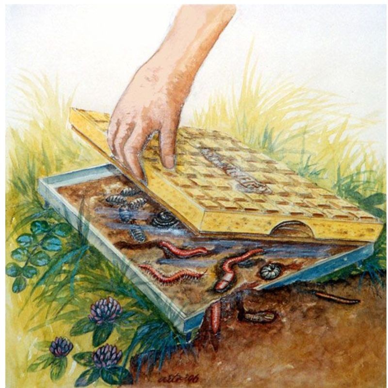 Dalle amovible pour l'observation des insectes - Béton de bois/Sable - Schwegler (378/2)