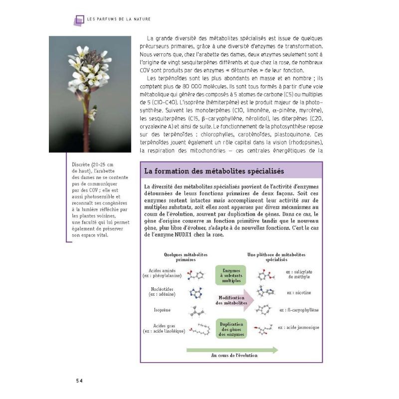 Les parfums de la nature