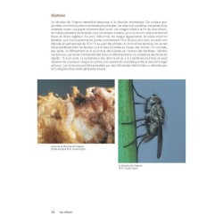 Des plantes et leurs insectes