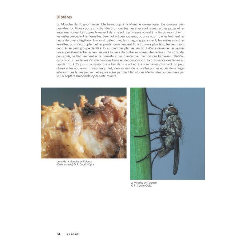 Des plantes et leurs insectes