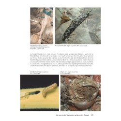 Des plantes et leurs insectes