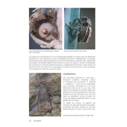 Des plantes et leurs insectes