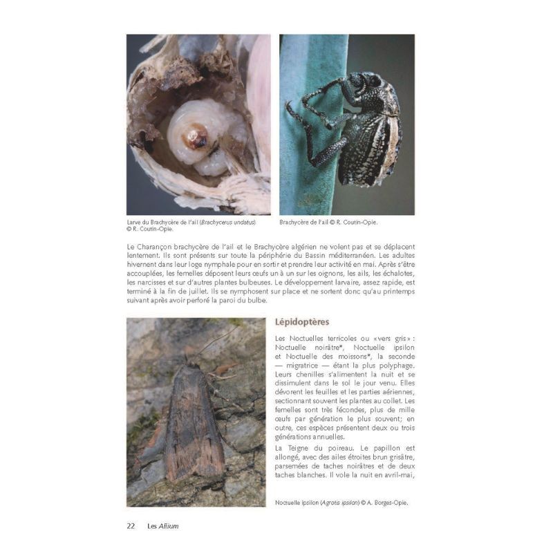 Des plantes et leurs insectes