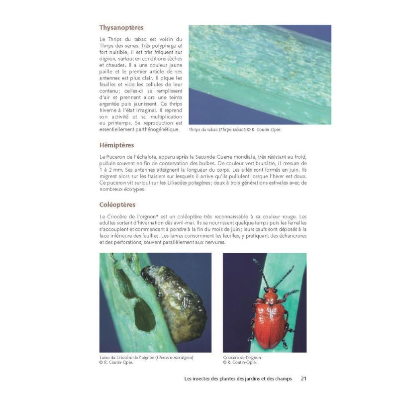 Des plantes et leurs insectes