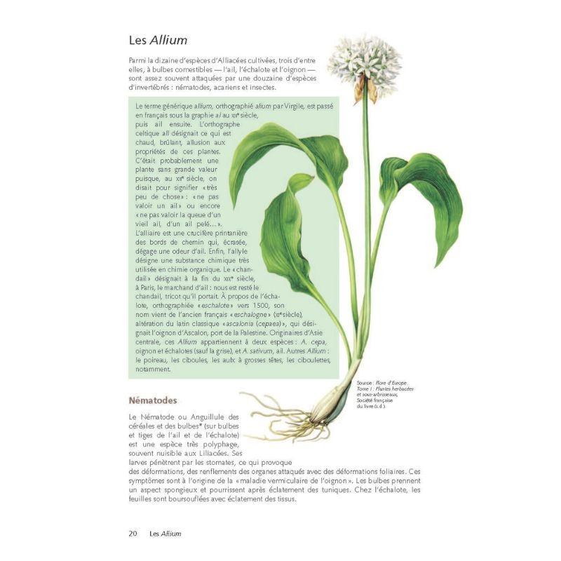 Des plantes et leurs insectes