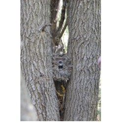 Kit de camouflage Cambush pour piège photographique