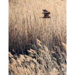 Micro-aventure à la rencontre des Oiseaux - 15 randos pour les observer en pleine nature
