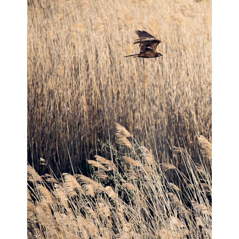 Micro-aventure à la rencontre des Oiseaux - 15 randos pour les observer en pleine nature