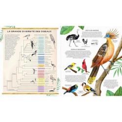 La vie secrète des oiseaux