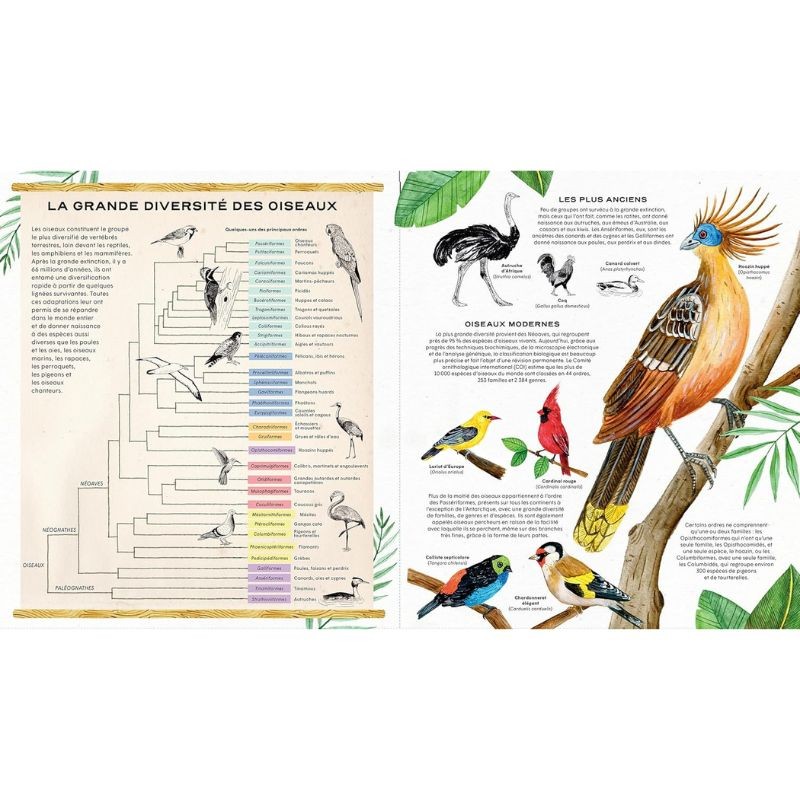 La vie secrète des oiseaux