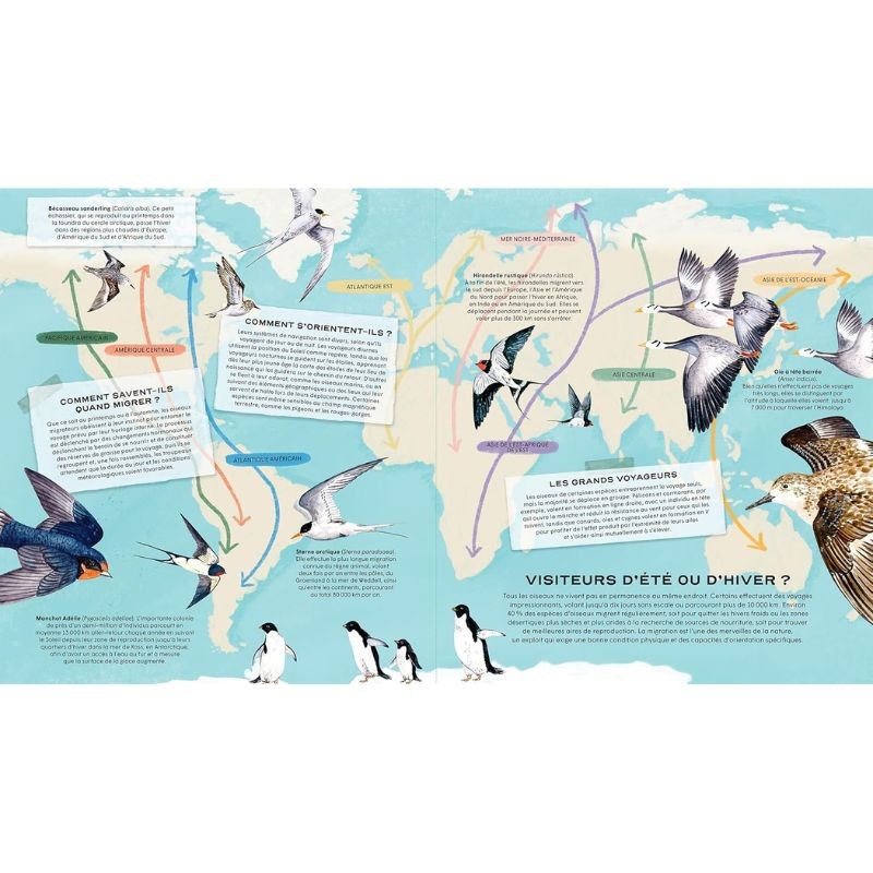 La vie secrète des oiseaux