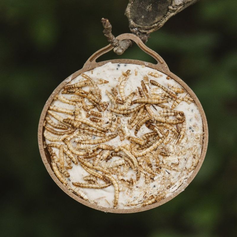 Noix de coco - Coco-not Vers de farine - Natures Market