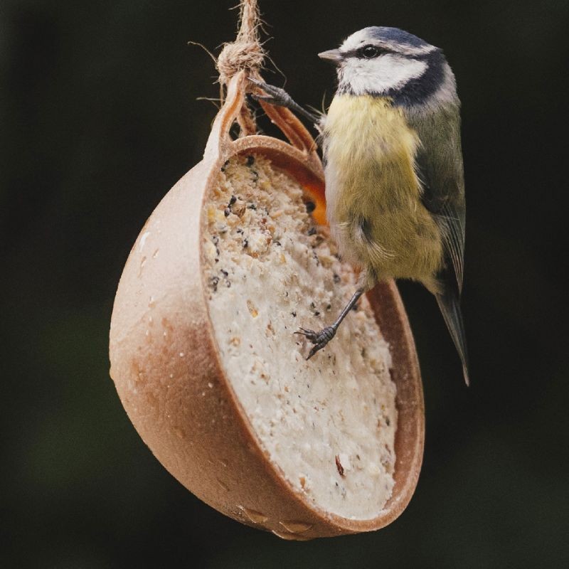 Noix de coco - Coco-not nature - Natures Market