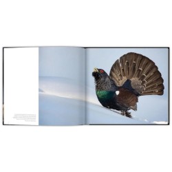 Extraordinaires oiseaux