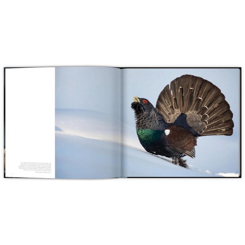 Extraordinaires oiseaux