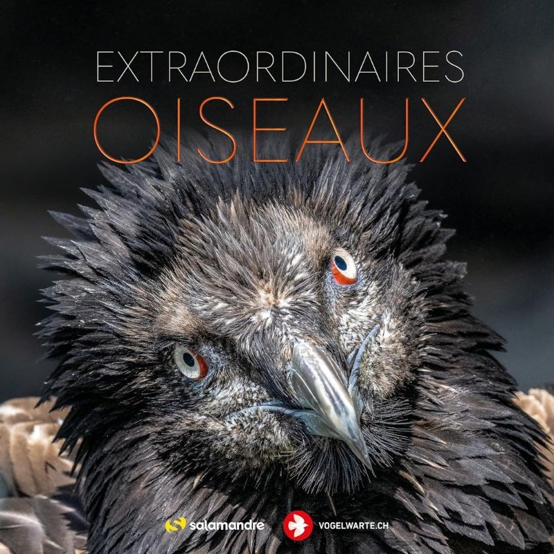 Extraordinaires oiseaux