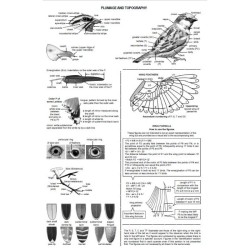 Identification Guide to Birds in the Hand Identification Guide to Birds in the Hand