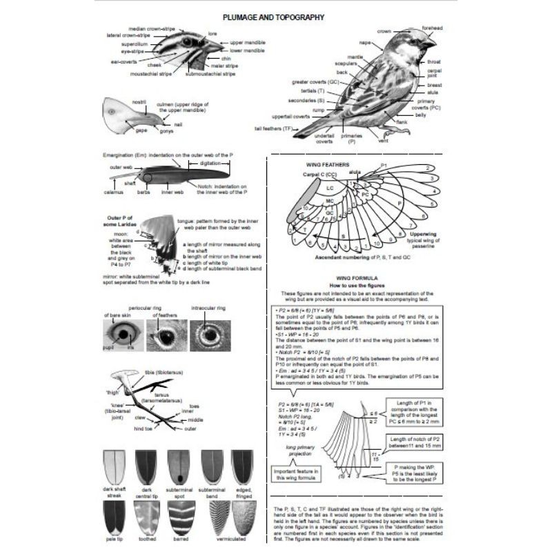 Identification Guide to Birds in the Hand Identification Guide to Birds in the Hand