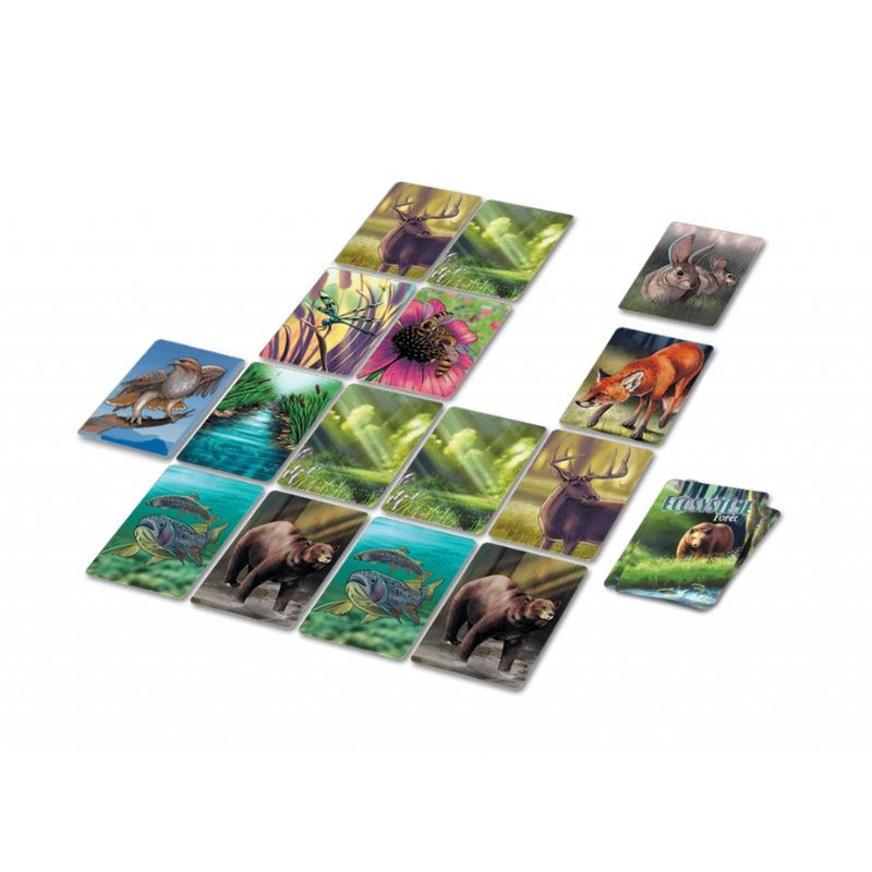 Ecosystème – Forêt