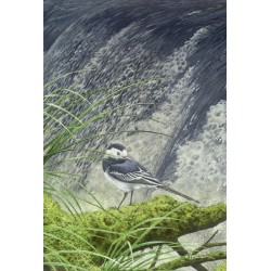 5 cartes de correspondance - Série 12 (Buzin) 5 cartes de correspondance - Série 12 (Buzin)