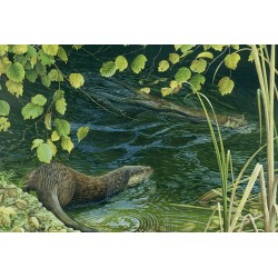 5 cartes de correspondance - Série 12 (Buzin) 5 cartes de correspondance - Série 12 (Buzin)