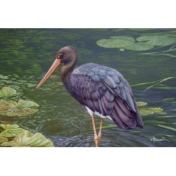 5 cartes de correspondance - Série 12 (Buzin) 5 cartes de correspondance - Série 12 (Buzin)