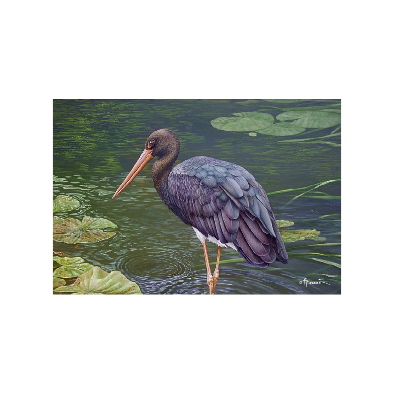 5 cartes de correspondance - Série 12 (Buzin) 5 cartes de correspondance - Série 12 (Buzin)