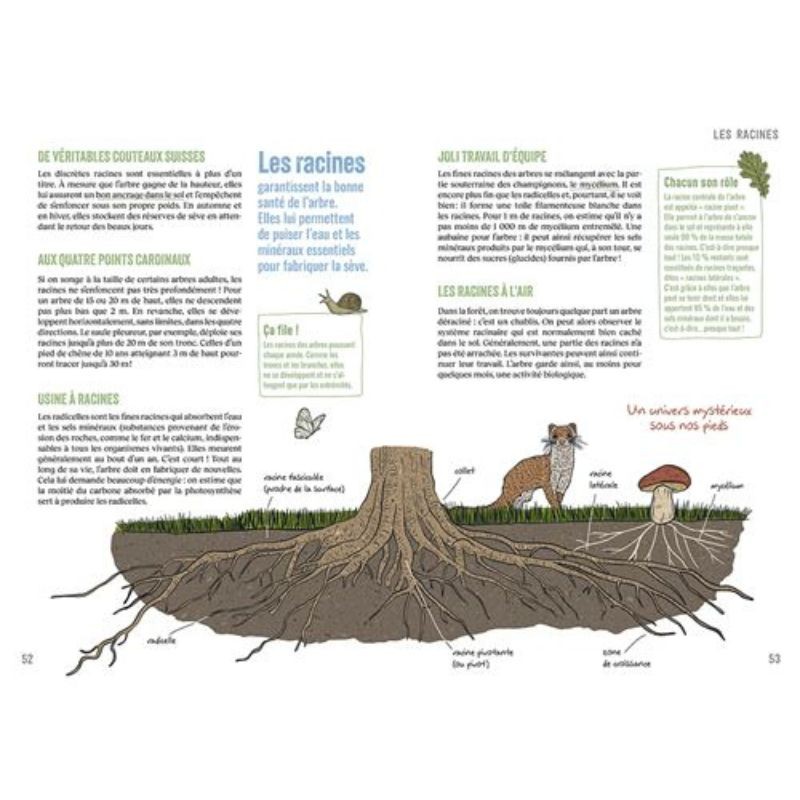 En forêt - S'émerveiller - Comprendre - Expérimenter