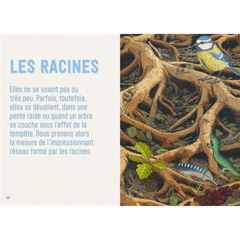 En forêt - S'émerveiller - Comprendre - Expérimenter