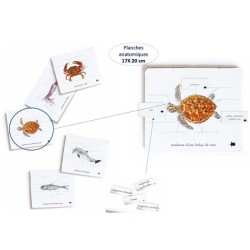 Mon coffret Montessori Océans