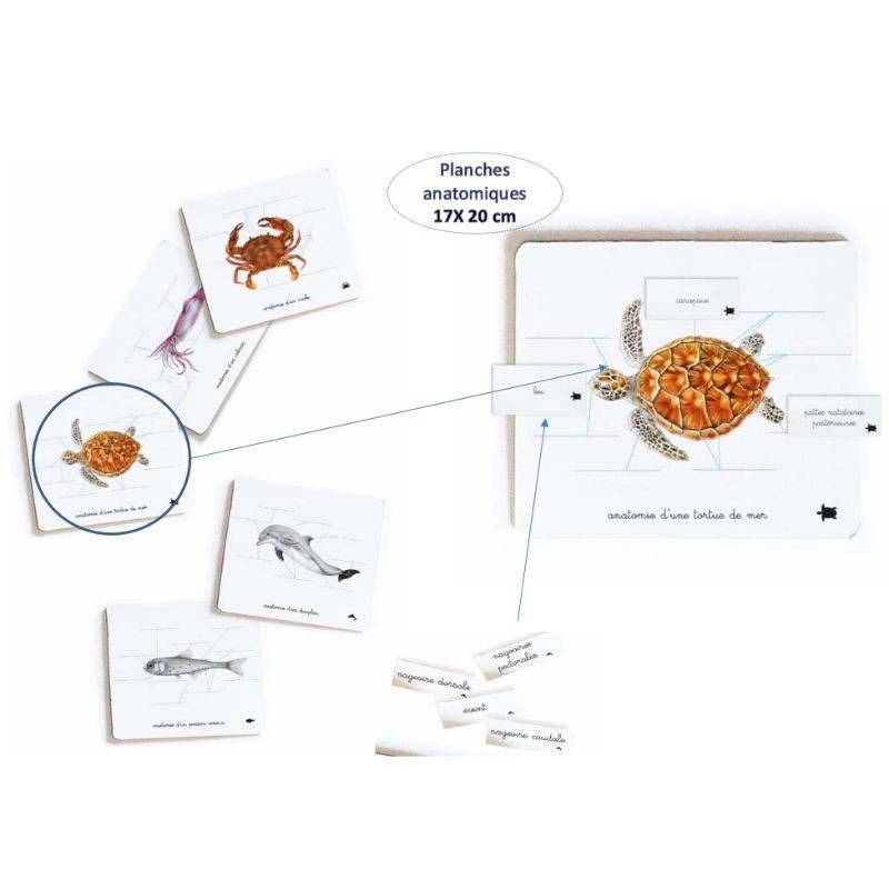 Mon coffret Montessori Océans