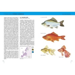 Poissons d'eau douce - Europe occidentale  tempérée et Scandinavie