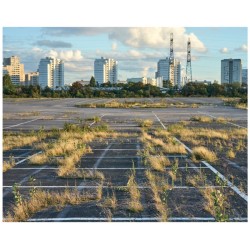 Flore des friches urbaines