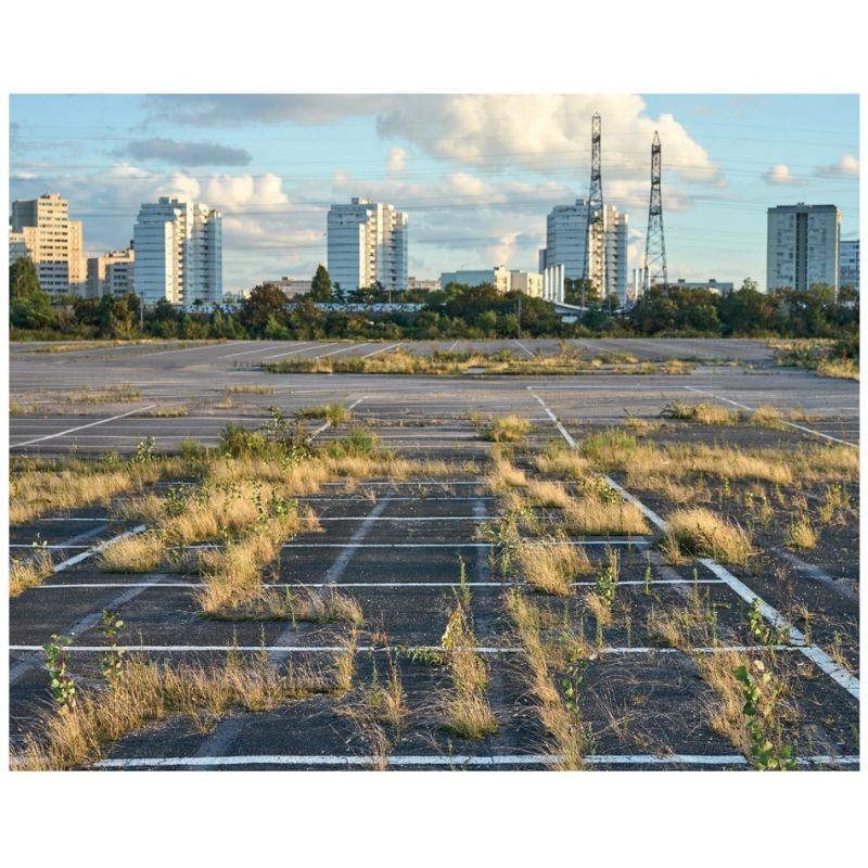 Flore des friches urbaines