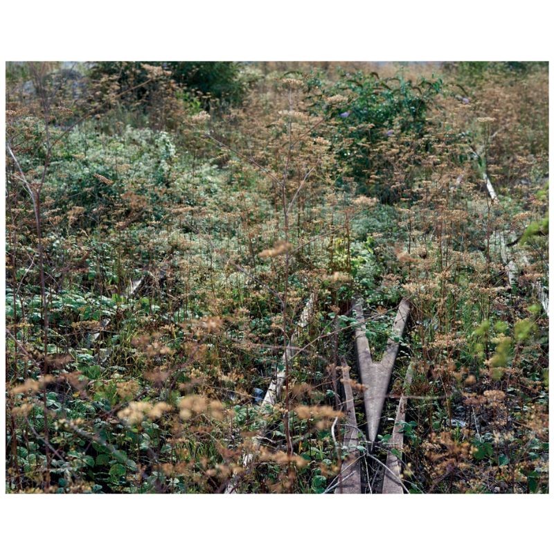 Flore des friches urbaines