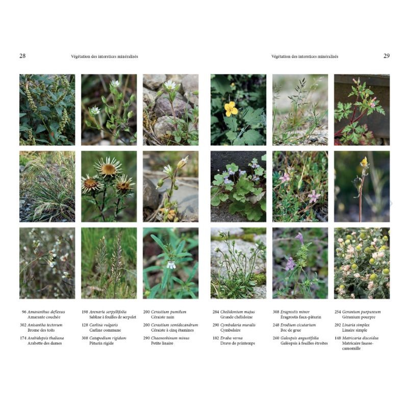 Flore des friches urbaines