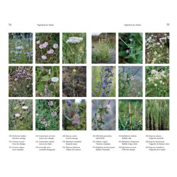 Flore des friches urbaines