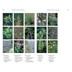 Flore des friches urbaines